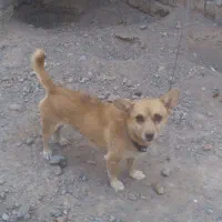 سگ گم شده