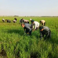 کار کشاورزی