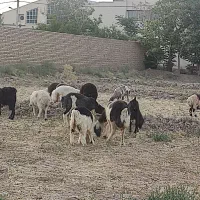 انواع گوسفند زنده
