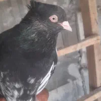 کله سیاه کبوتر|پرنده|آشخانه, |دیوار