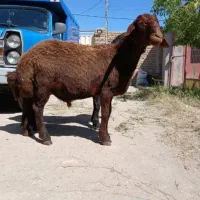 بره نر چاق
