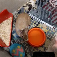 واگذاری خرگوش