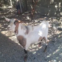 بز ابستن دوقلوزاشیرده بانربزسان