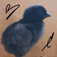 جوجه ایام سمانی