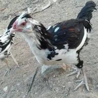 نیمچه خروس گلین