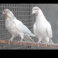 تعدادی کبوتر پرشی|پرنده|قم, باغ اشرافی|دیوار