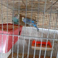 مرغ عشق و فنچ|پرنده|تبریز, |دیوار