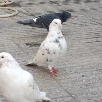 کبوتر فوق پرش|پرنده|گرگان, |دیوار