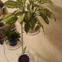 استند گلدان