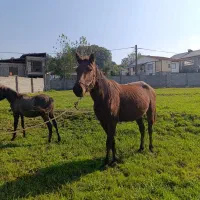 مادیان با کره نریان|اسب و تجهیزات اسبسواری|لاهیجان, آهندان|دیوار