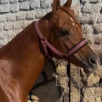 عرب دو سر  صورت دار