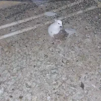 کبوتر طوقی و دوکت|پرنده|زارچ, |دیوار