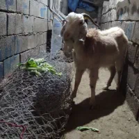 بز فروشی
