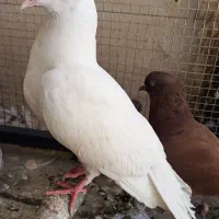 کبوتر