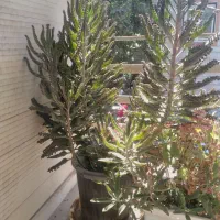 گل اشک تمساح