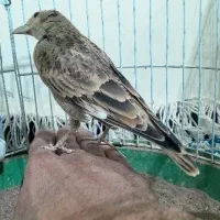 سهره خاکی دهن هزار|پرنده|قم, دروازه ری|دیوار