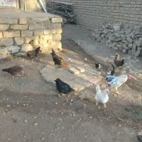 مرغ جوجه.اردگ|پرنده|بروجرد, |دیوار