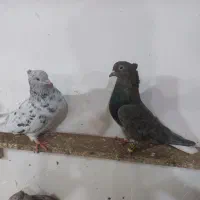 کبوتر دم سفید