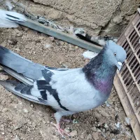 نر سبز صدادار نسل قدیم عطیقه|پرنده|مسجد سلیمان, |دیوار