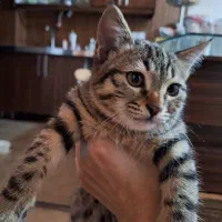 گربه ماده 3ماهه|گربه|اصفهان, سپاهان‌شهر|دیوار