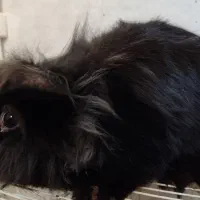 خرگوش لوپ سیاه و سفید|موش و خرگوش|قائن, |دیوار