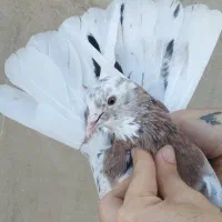 گُل کفتر