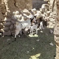 بز بادو کهره