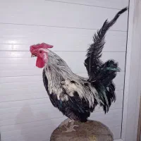 مرغ و خروس زینتی سبرایت سیبرایت مینیاتوری ۳عدد|حیوانات مزرعه|کرج, گوهردشت|دیوار
