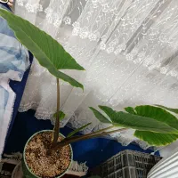 گل بابا ادم