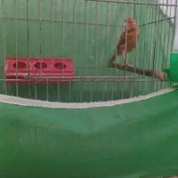 با سلام فروش دو عدد قناری نر ویک عدد قناری ماده