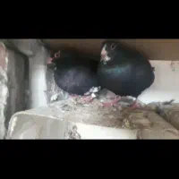 نرماده سیاه پلنگ|پرنده|چترود, |دیوار