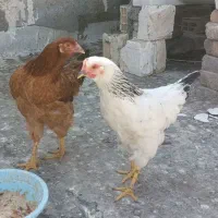 مرغ رسمی جون