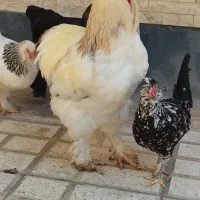 برهما لایت اصیل رومانی
