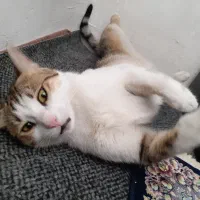 گربه گمشده