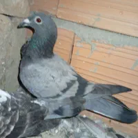 المانی|پرنده|مینودشت, |دیوار