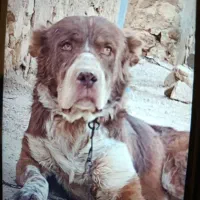 یه جفت توله قدرجونی ۶ماه سرخ|سگ|زرقان, |دیوار