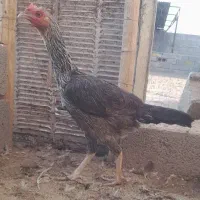 حراج و فروش خروس گلین/مرغ وخروس لاری/مرغ محلی|حراج|رفسنجان, |دیوار