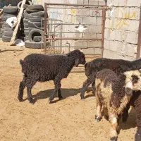 بره ماده داشتی