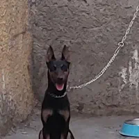 سک نر دوبرمن اصل