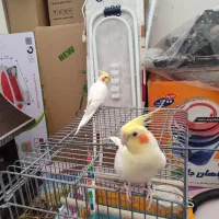 یک جفت عروس هلندی لوتینو|پرنده|شهرضا, |دیوار