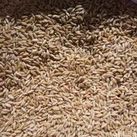 گندم دیمی|گل و گیاه طبیعی|روانسر, |دیوار
