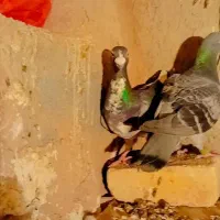 کفتر|پرنده|مود, |دیوار