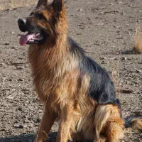 واگذاری سگ ژرمن اصلیل|سگ|اصفهان, جلفا|دیوار