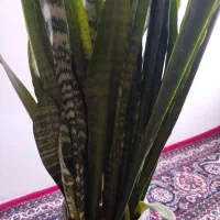 گل سانسوریا سالم وسرحال|گل و گیاه طبیعی|اردبیل, |دیوار