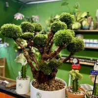 تابلو .درخت و درختچه جاودان|صنایع دستی و سایر لوازم تزئینی|اهواز, فرهنگ شهر|دیوار