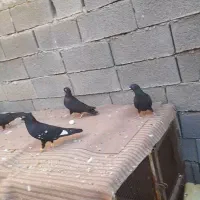 هندی|پرنده|امیدیه, |دیوار