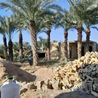 بریدن نخل حرس نخل سمپاشی نخل|خدمات باغبانی و درختکاری|اهواز, نادری|دیوار