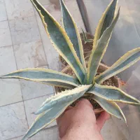 آگاو آمریکایی