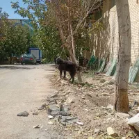 سگ قدرجونی گله ونگهبان