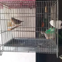 سهره قناری رام دستی بخون